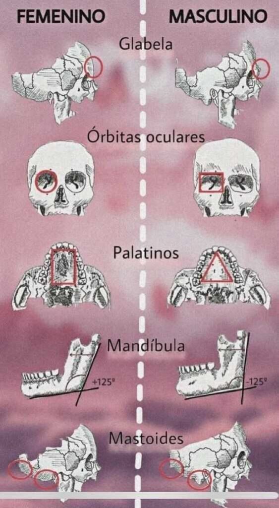 jurispedia.blog_antropologia_forensen_edad.